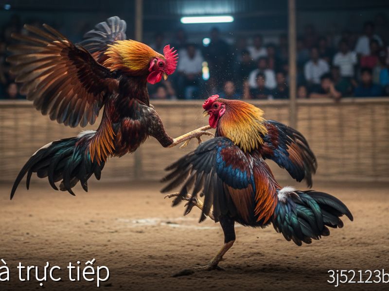 Review trận đá gà trực tiếp: Xem lại kỹ thuật ra đòn của các chiến kê xuất sắc 2026